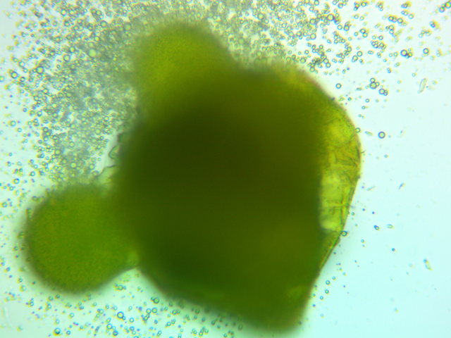 Actual hydrodynamic cavitation and cell lysis from using a Infinity Supercritical SDR system using hops mixed with water 400x microscope magnification