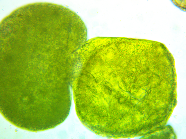 Actual hydrodynamic cavitation and cell lysis from using a Infinity Supercritical SDR system using hops mixed with water 400x microscope magnification