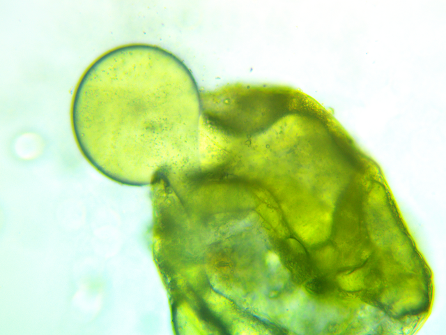 Actual hydrodynamic cavitation and cell lysis from using a Infinity Supercritical SDR system using hops mixed with water 400x microscope magnification