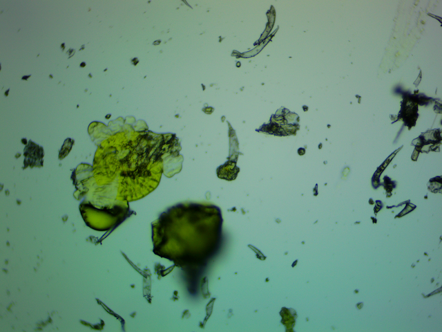 Actual hydrodynamic cavitation and cell lysis from using a Infinity Supercritical SDR system using hops mixed with water 100x microscope magnification