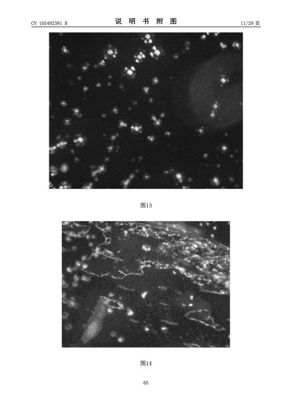 urea-particle-coating-controlled-release-by-using-dcpd-modif-065