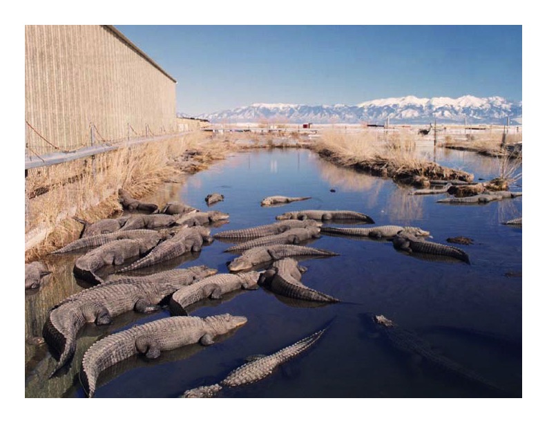 geothermal-applications-2009-014