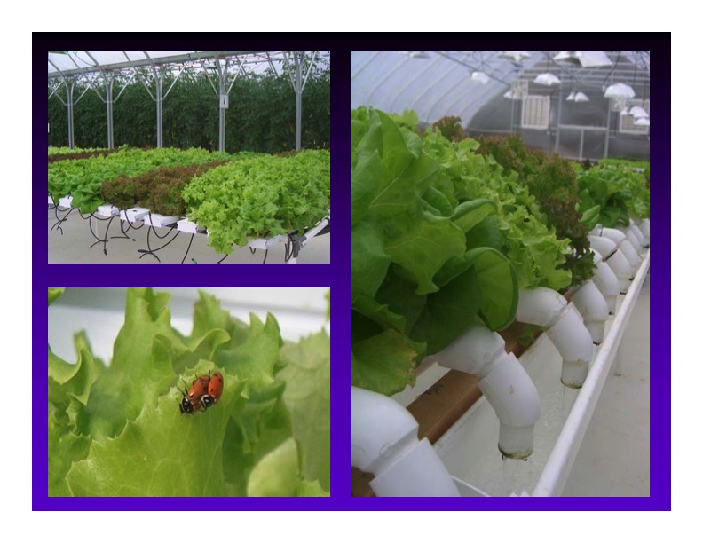 renewable-energy-and-waste-heat-utilization-greenhouse-use-032