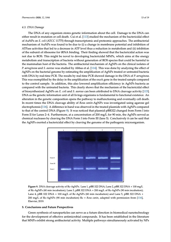 bactericidal-antibacterial-mechanism-plant-nanoparticles-013